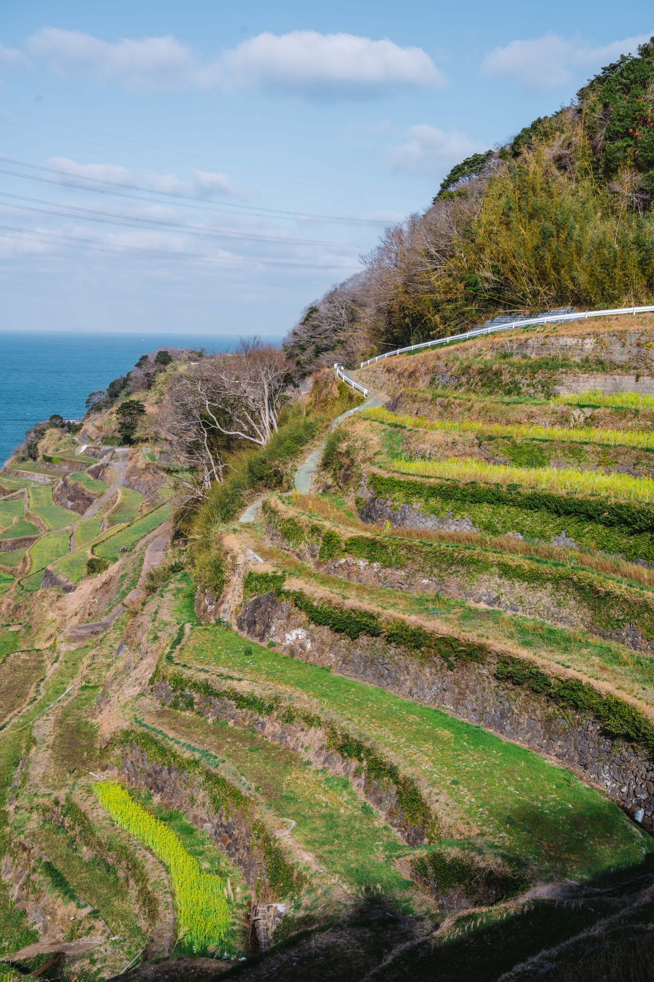 浜野浦の棚田