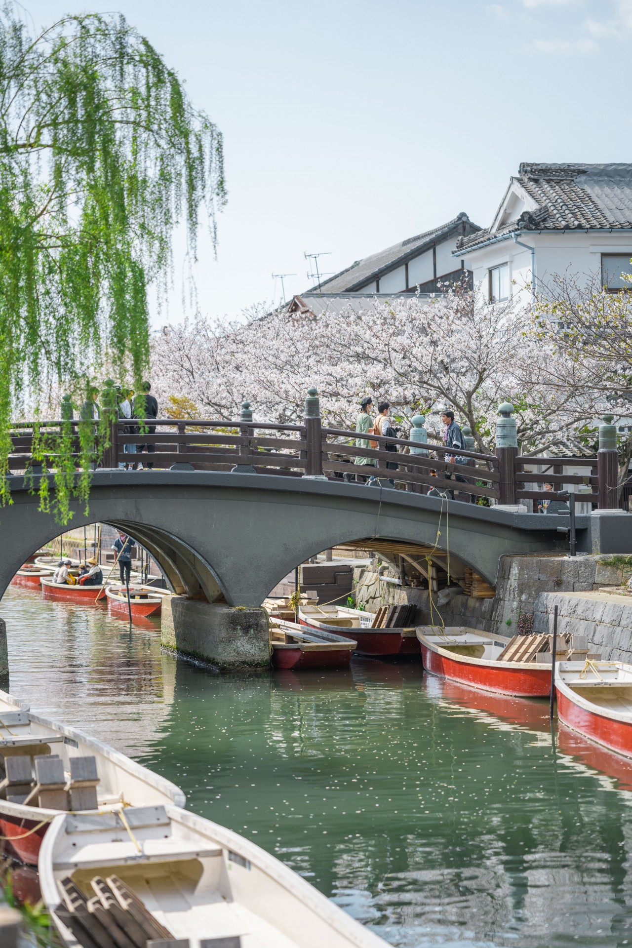 柳川川下り 桜