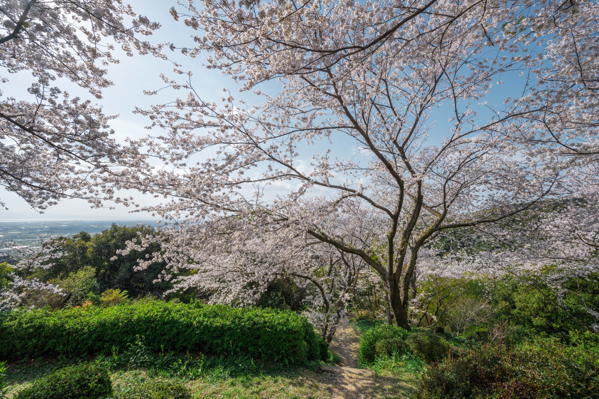 清水公園の桜