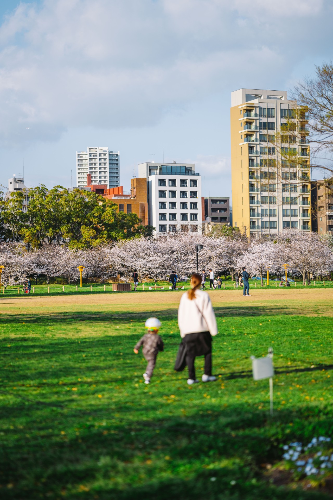 舞鶴公園の桜