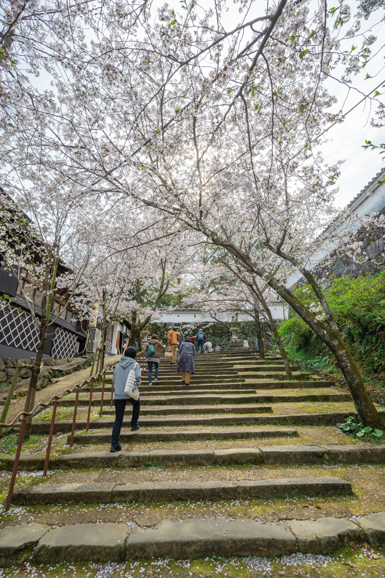 大村公園(玖島城跡)の桜