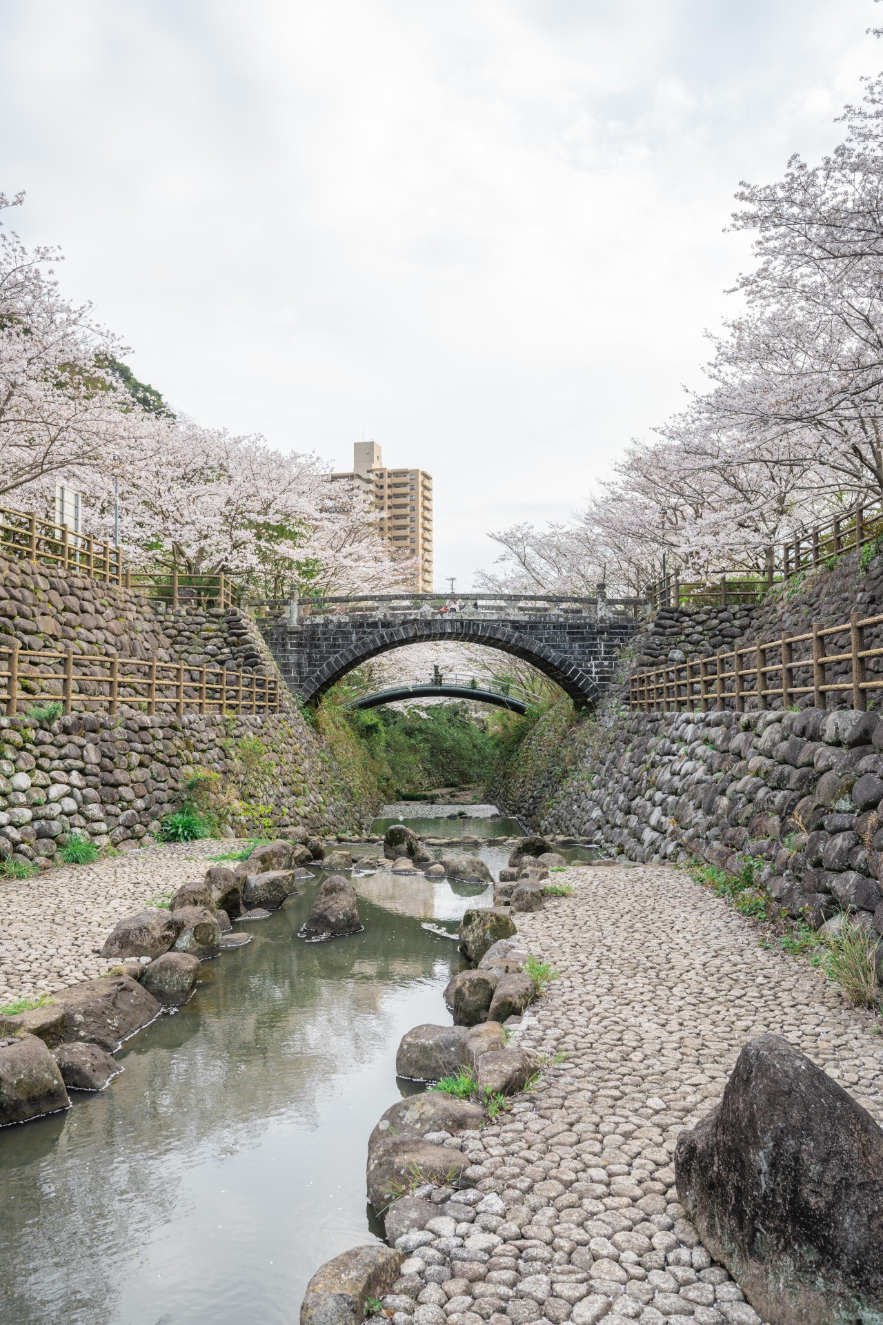 西山ダム下流公園 桜