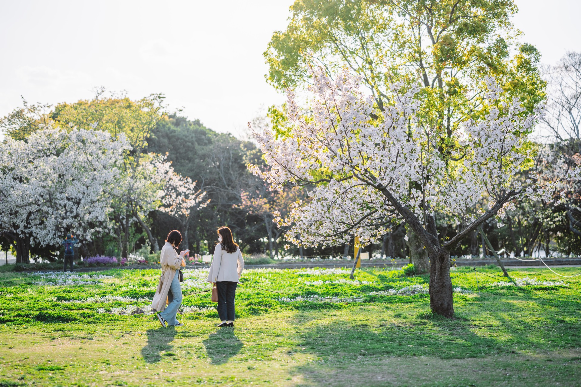 舞鶴公園の桜