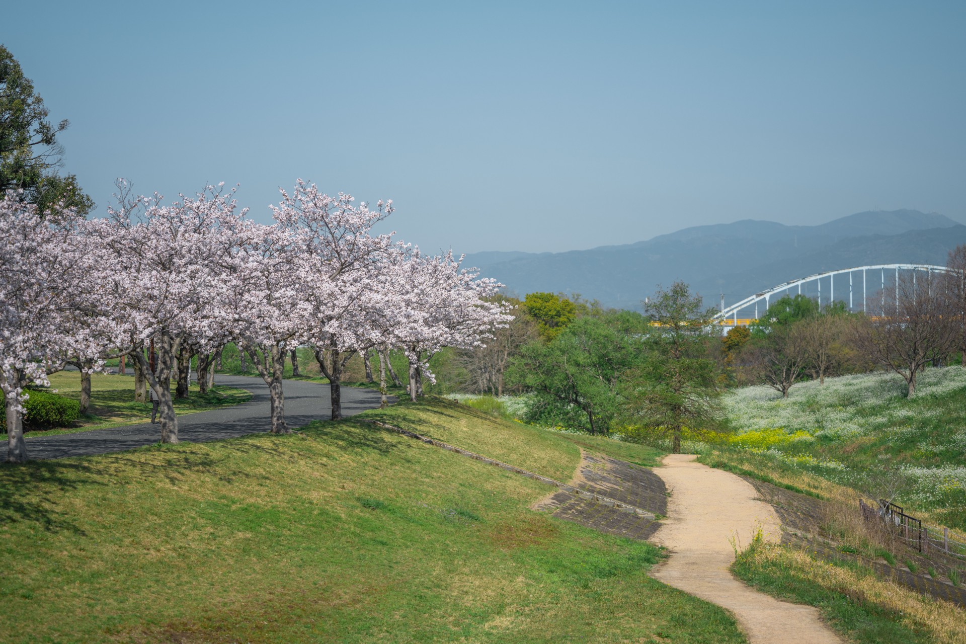 筑後川河川敷の桜