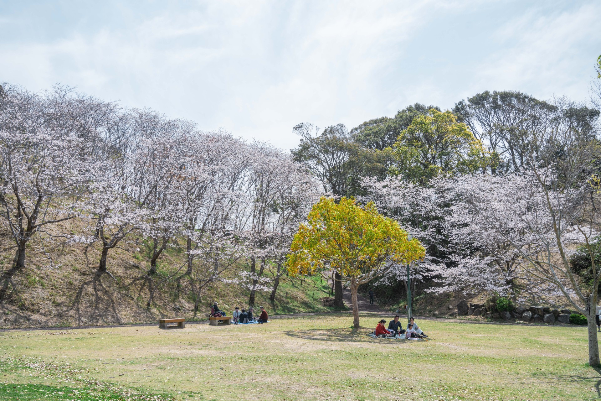 さくらの里中央公園　桜
