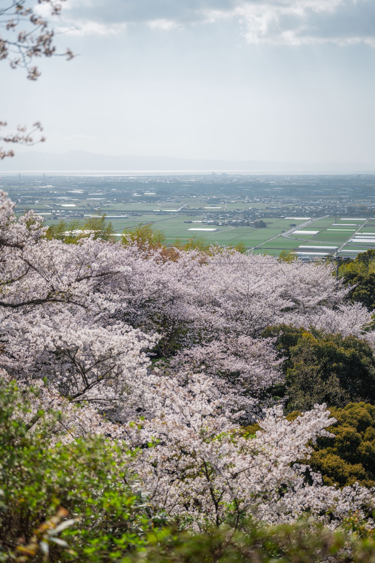 清水公園の桜