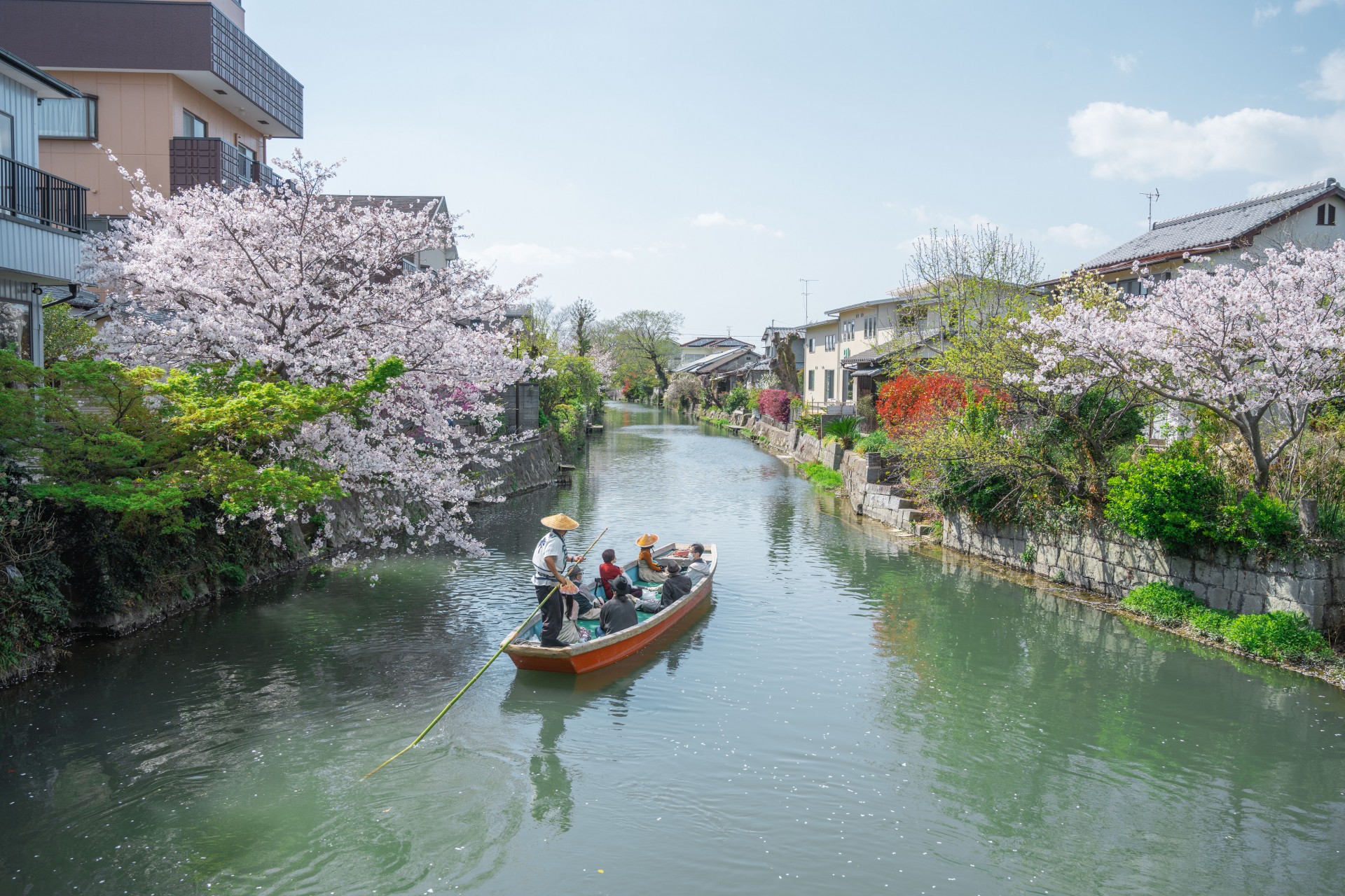 柳川川下り 桜