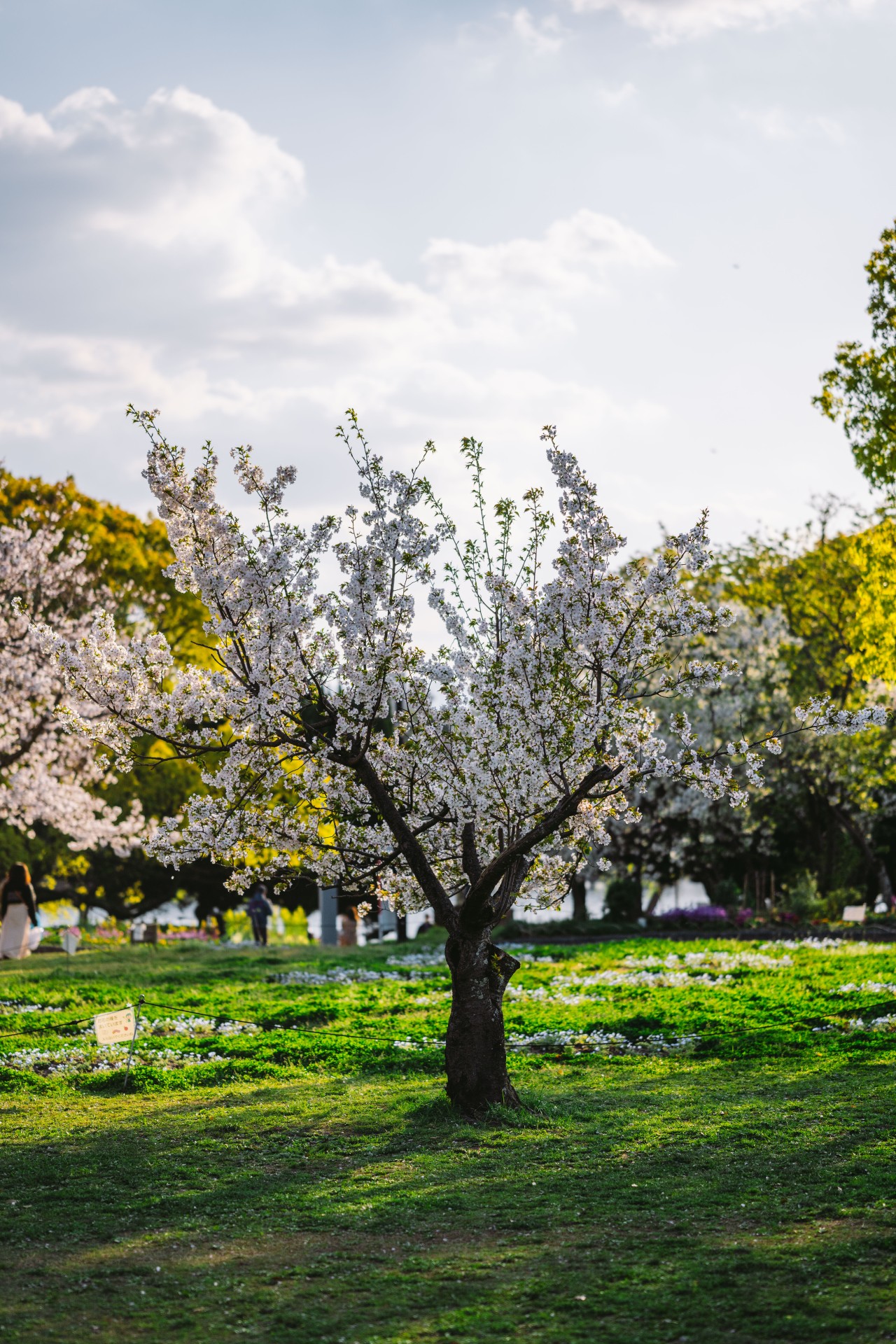 舞鶴公園の桜