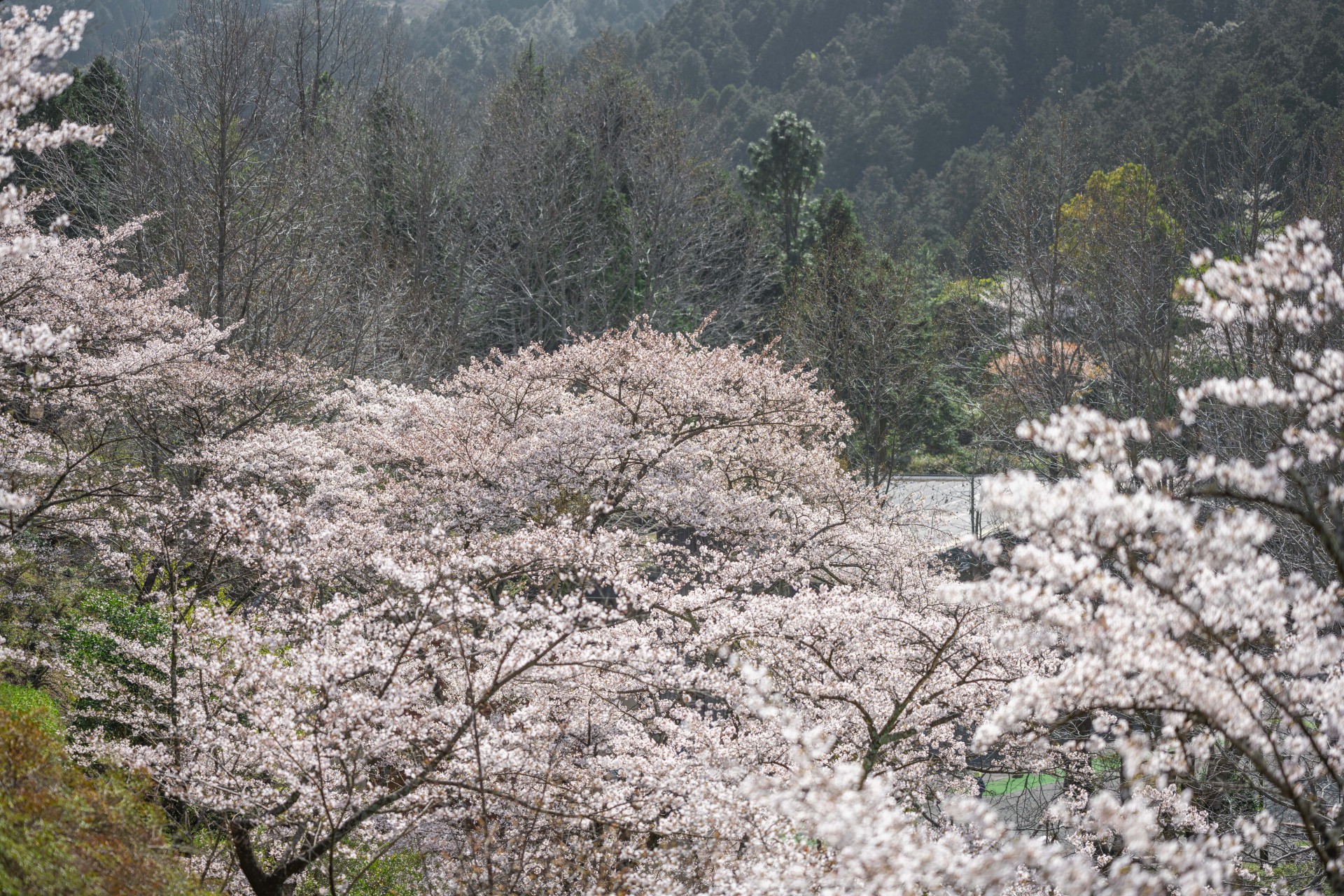 油山市民の森の桜