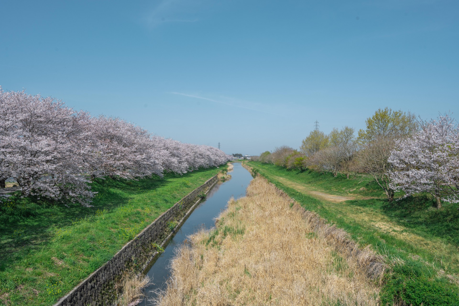 流川桜並木