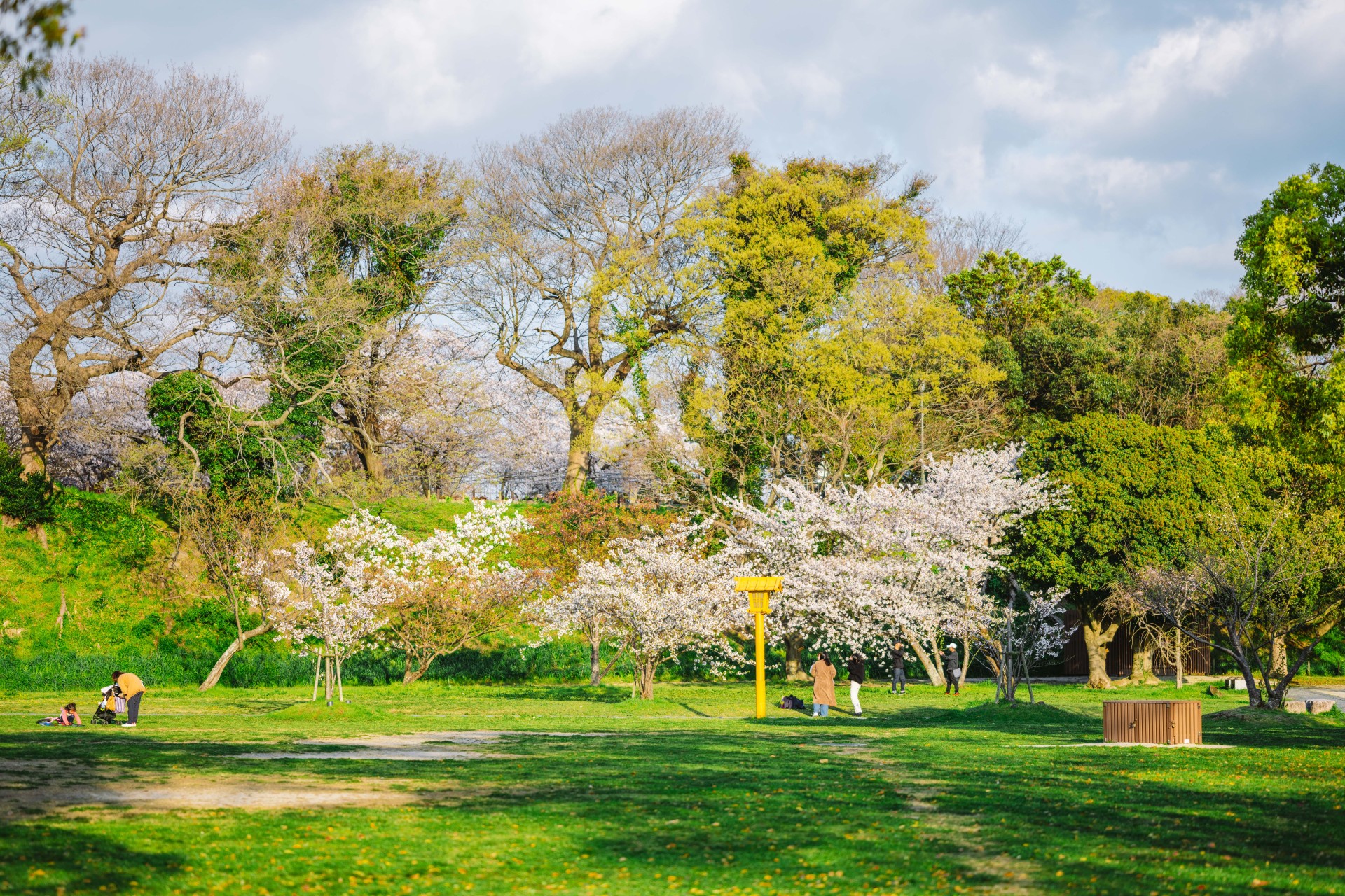 舞鶴公園の桜