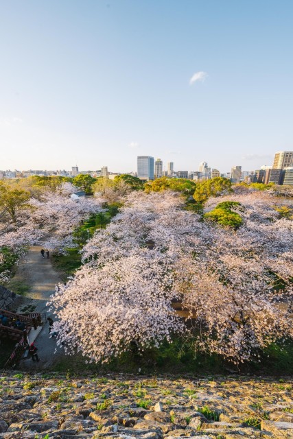 舞鶴公園の桜