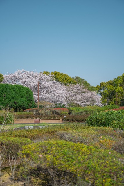 筑後川河川敷の桜