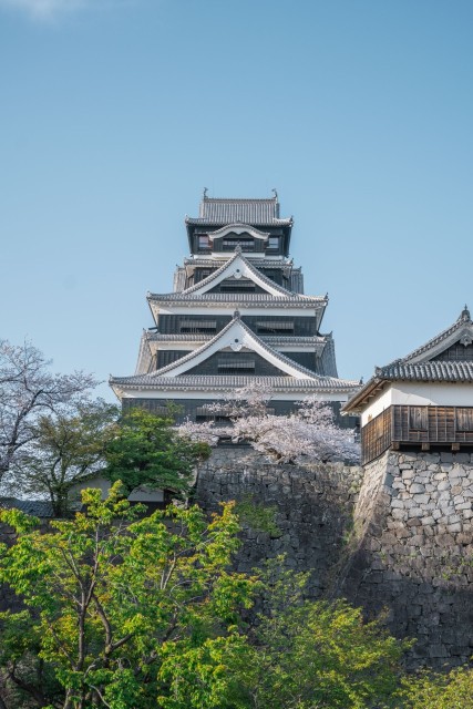 熊本城周辺　桜