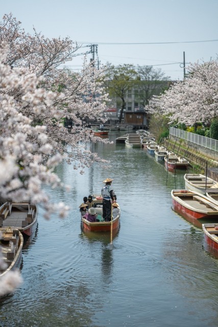 柳川川下り　桜