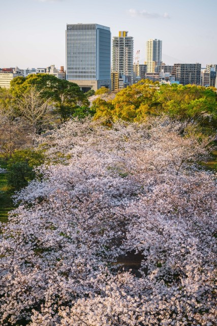 舞鶴公園の桜