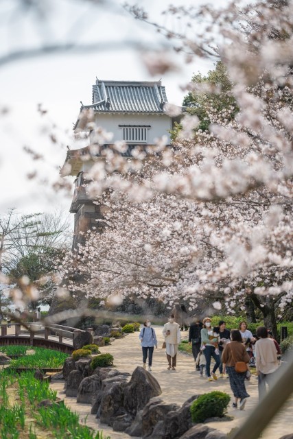 大村公園（玖島城跡）の桜
