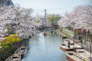 柳川川下り　桜