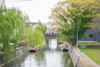 柳川川下り　桜
