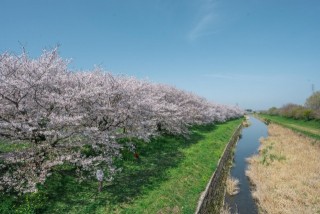 流川桜並木