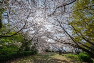 清水公園の桜