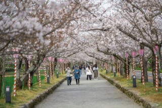 大村公園（玖島城跡）の桜