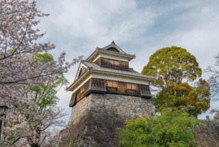 熊本城周辺　桜