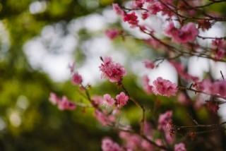 太宰府天満宮と梅　※