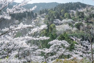 油山市民の森の桜
