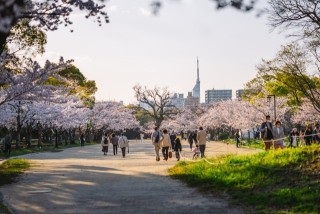 舞鶴公園の桜