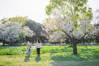 舞鶴公園の桜